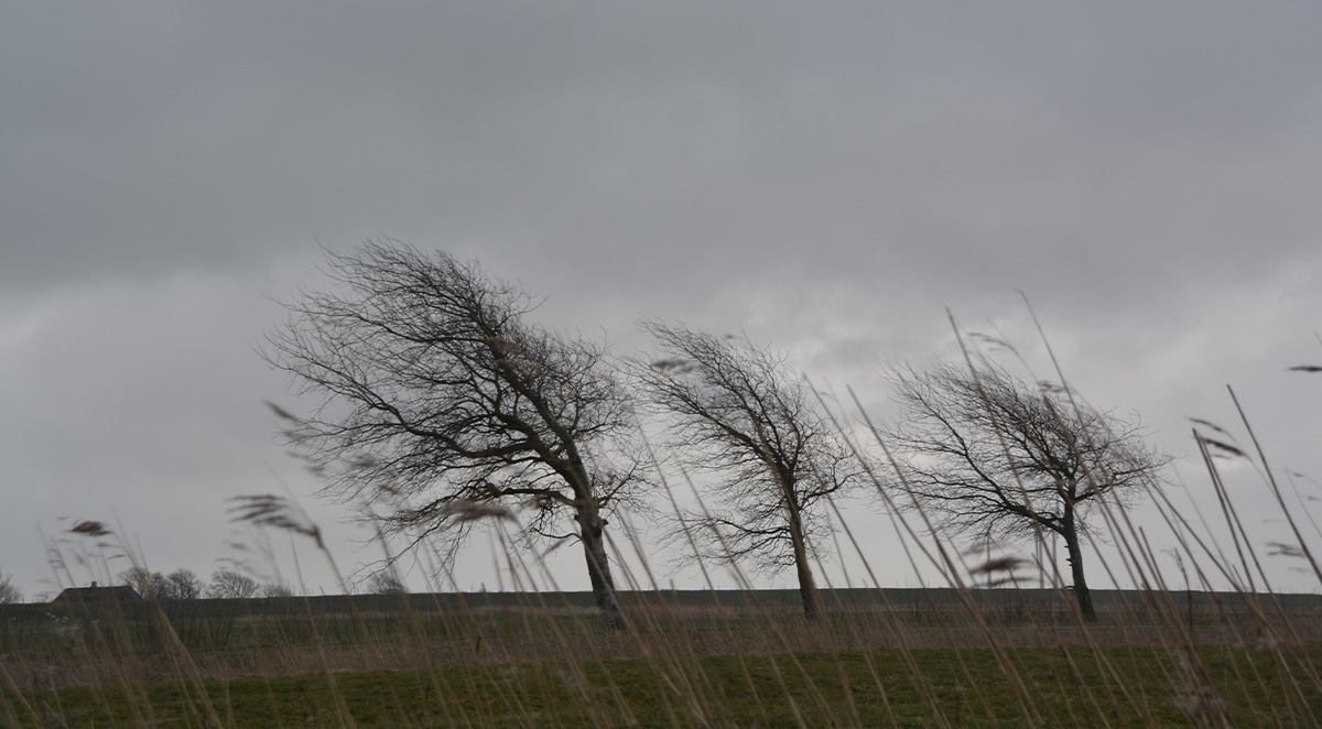 How Wind Damage Affects Different Roof Types: A Comparison Guide